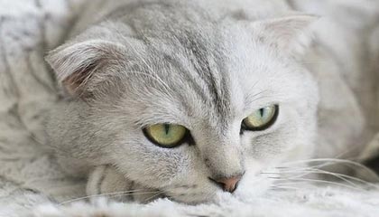 好博体育首页-预防球员猝死筑两道防线 意大利制度公认世界最佳